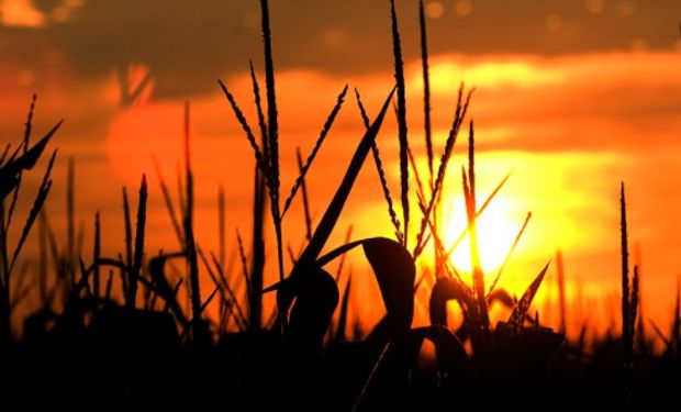 Los futuros de los commodities agrícolas cerraron el último día del mes en alza.