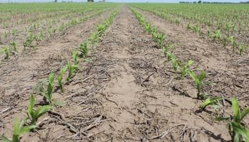 Sobre el centro finalizó la siembra de cuadros tempranos de maíz