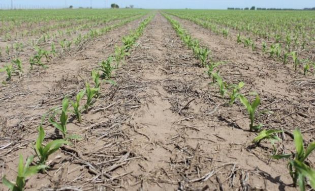 La incorporación de cuadros tempranos de maíz con destino grano comercial culminó en el centro del área agrícola.