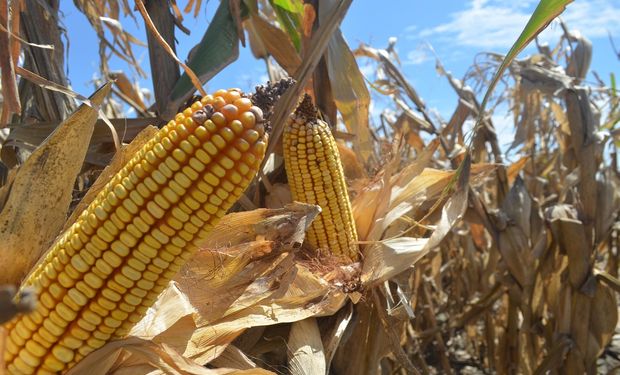 Se proyectó la producción mundial de maíz en 1003 millones de toneladas