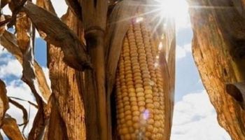 Una oportunidad de oro para el maíz