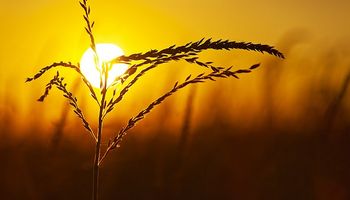 Temperaturas extremas en plena campaña: cómo impactan sobre el rendimiento del maíz