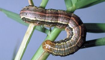 Cómo controlar Spodoptera en maíz, sin perder lo ganado