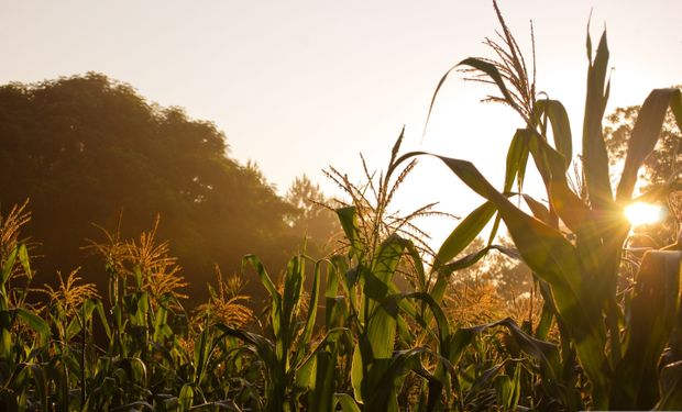 Economía agrícola de EEUU fluye a contramano por efectos de sequía persistentes