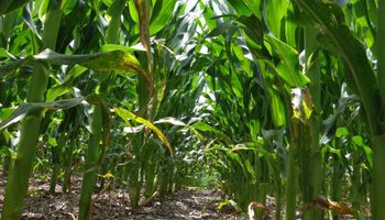 Lluvias en corazón agrícola finalizan con la sequía