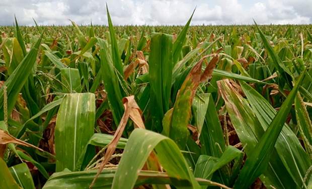 Soja, trigo y maíz: qué factores definen la tendencia del precio