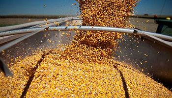 Brasil multiplicó en más de 20 veces sus envíos al exterior de maíz