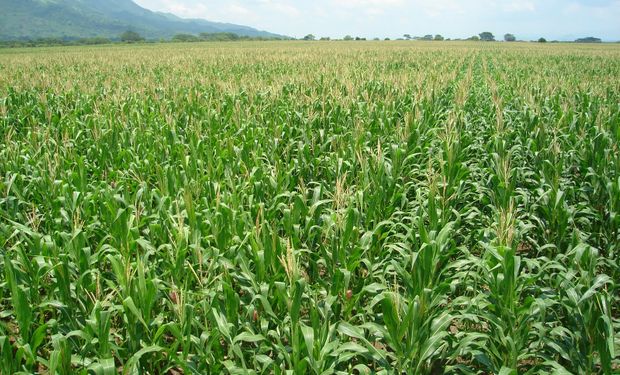 Los “farmers”, con la mira puesta en Brasil