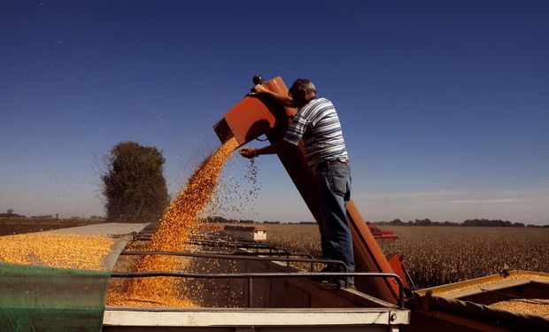 El maíz disponible presenta las mejores relaciones de canje: se recupera un 30% contra los últimos 3 años
