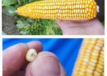 Qué dicen los técnicos sobre cómo viene la soja y el maíz y la zona que tendrá la tercera mayor cosecha de los últimos 15 años