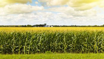 Se desploma el maíz en Chicago tras la publicación de un informe clave