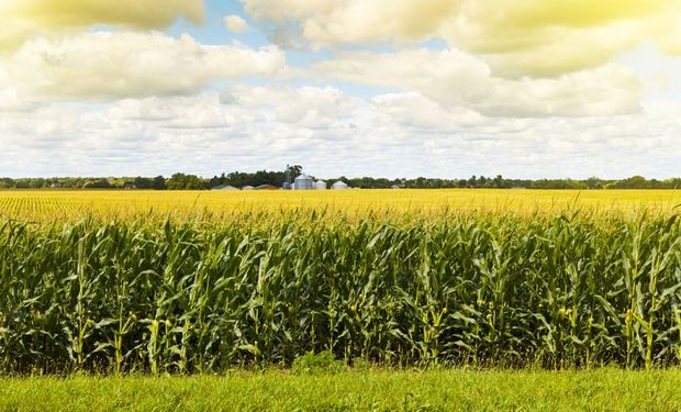 El USDA incrementó la estimación de producción.