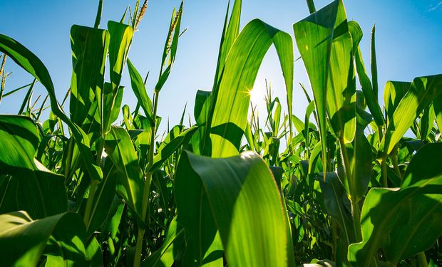 Mejoró la condición del maíz en Estados Unidos y hay bajas en Chicago