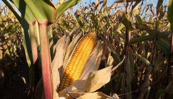 Qué espera el mercado para el informe mensual del USDA que se publica hoy