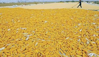 Precios del mercado agrícola global dependerán de China