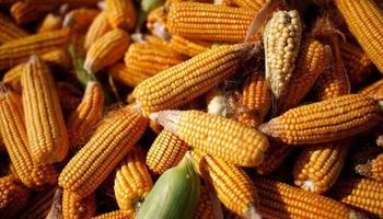 China aprobó cinco variedades de cultivos editados genéticamente y 12 tipos de soja, maíz y algodón GMO