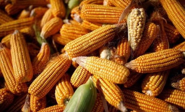 China aprobó cinco variedades de cultivos editados genéticamente y 12 tipos de soja, maíz y algodón GMO