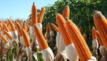 Precio superior para el maíz colorado