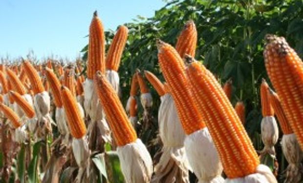 Precio superior para el maíz colorado