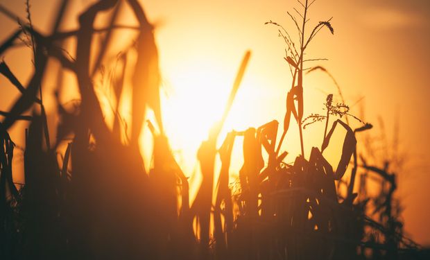 Soja y maíz: la ola de calor consumió un 60% de las últimas lluvias en la región núcleo