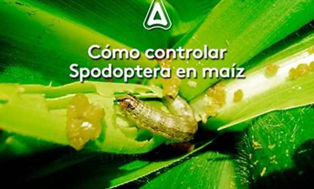 Adama te acerca los consejos para controlar Spodoptera en maíz.