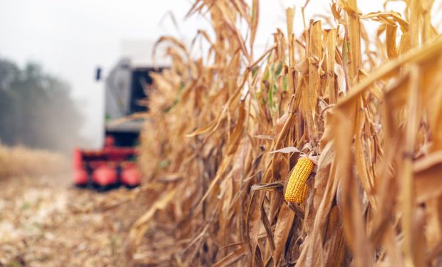 Avanza la cosecha de maíz con rendimientos de hasta 95 quintales en el centro-norte de Santa Fe