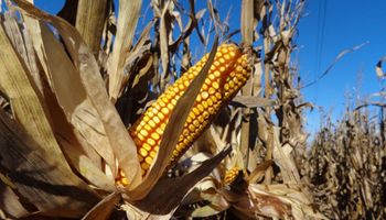 Los rindes del maíz temprano: promedios de 6 zonas productoras