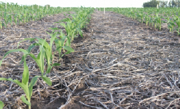 Con la cal agrícola correcta, asegura una buena cosecha de maíz.