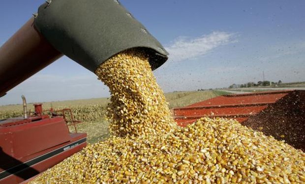 Se cubrió un 38% del cupo de exportación de maíz