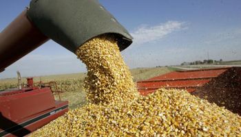Se habría cubierto un 60% del cupo de maíz