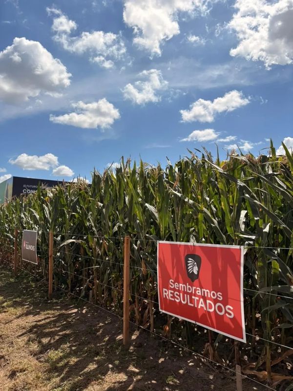 maiz de illinois en expoagro