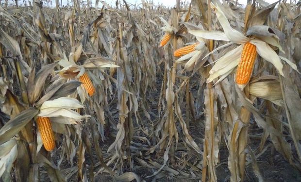 El maíz podría ir todo a siembra de segunda