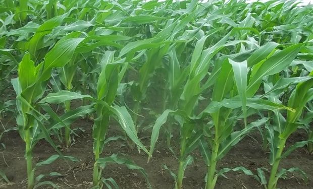 Buenas perspectivas para el maíz de segunda y la soja