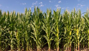 Bayer presentó su nueva campaña de maíz con importantes beneficios