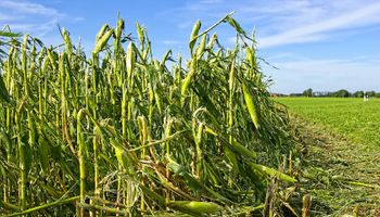 Riesgos agrícolas: el seguro forma parte de una buena cosecha