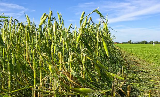 Riesgos agrícolas: el seguro forma parte de una buena cosecha