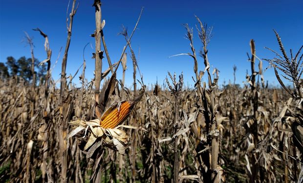 "Dejan de existir las retenciones": un cálculo para el precio del maíz que alerta a productores