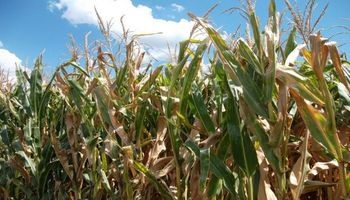 Zona núcleo: área de maíz 2016/17 daría un salto del 30%