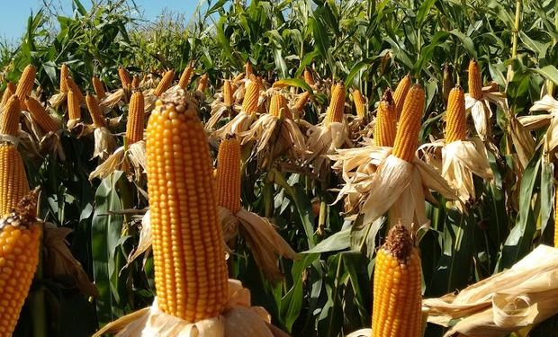 Una superficie sin precedentes en los registros de la Bolsa de Cereales.