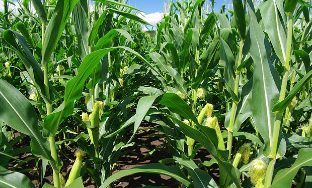 Calidad de soja baja 2 puntos y 3 la de maíz, con la floración avanzando.