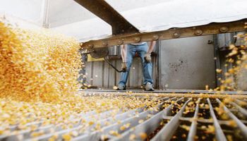 Industrialización de maíz alcanzó récord de 3,65 millones de toneladas