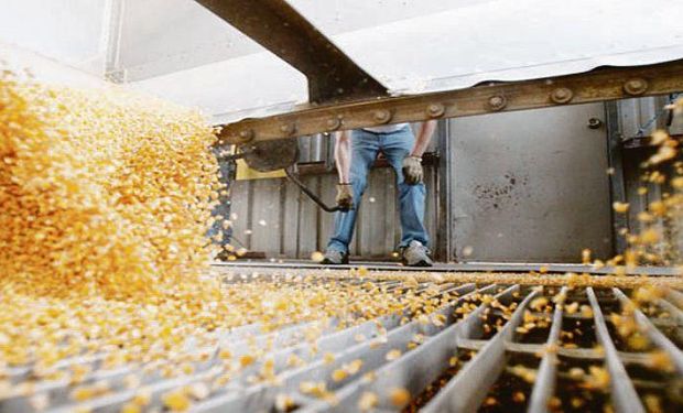 Más producción. La campaña pasada se cosecharon alrededor de 39 millones de toneladas de maíz y para 2017/18 se estiman 41 millones.