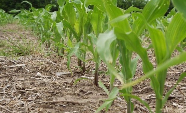 Altas temperaturas y falta de agua afectan un tercio del maíz en centro y norte de Santa Fe.