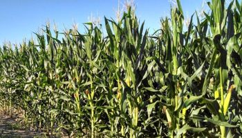 ¿Qué indican las primeras estimaciones de rinde para el maíz?