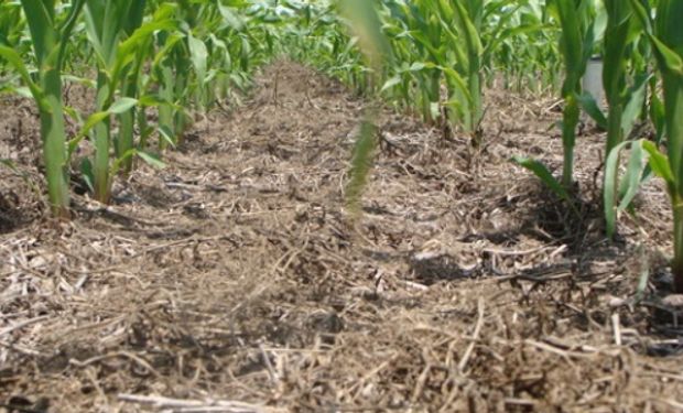 Los especialistas advierten la necesidad de mayores lluvias para lograr un adecuado llenado de grano y altos rindes de cosecha.