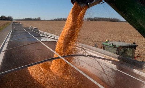 El maíz argentino se podría volver más compatitivo si Trump aplica aranceles a México estableciendo un "muro comercial".
