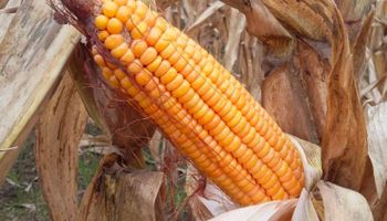 Histórico: la cosecha récord de maíz aportará más de US$ 10.000 millones a la economía