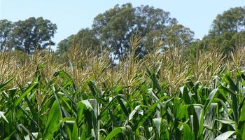 Maíz: datos alentadores en un análisis de la Huella de Carbono del cereal