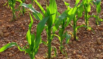 Precio del maíz, muy por debajo de la campaña anterior