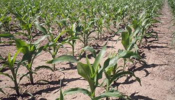 Condiciones hídricas muy buenas para el maíz en Argentina